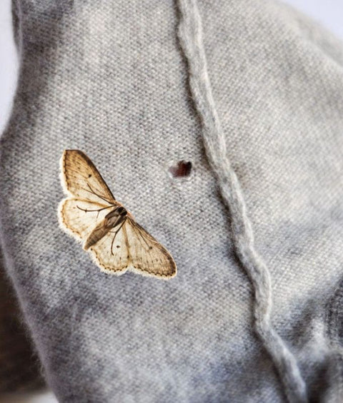 Eco Répulsif : Antimites Au Naturel - La Quincaillerie Remoise