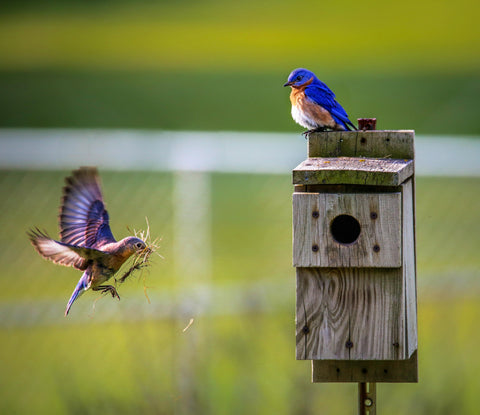 Le Jardin Des Oiseaux - La Quincaillerie Remoise