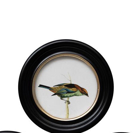 Cadre rond oiseau coloré - La Quincaillerie Remoise