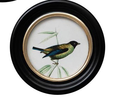 Cadre rond oiseau coloré - La Quincaillerie Remoise