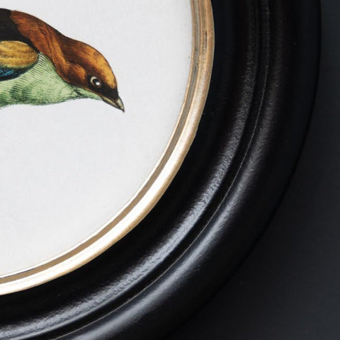 Cadre rond oiseau coloré - La Quincaillerie Remoise