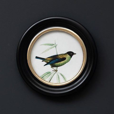 Cadre rond oiseau coloré - La Quincaillerie Remoise