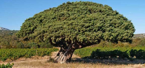 Rondin De Bois De Cade - La Quincaillerie Remoise